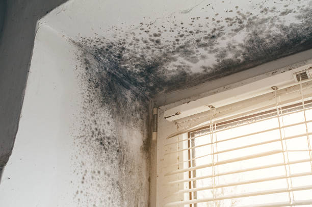 Trusted Commercial Mold Remediation service in Goldston, NC - Cheap Mold Removal